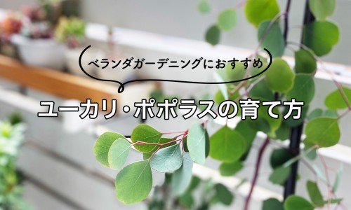 吃芦荟软胶囊有副作用吗-吃芦荟通便胶囊有副作用吗,中国吃芦荟软胶囊有副作用吗网站