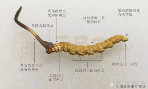 芦荟软胶囊常吃有害吗-吃芦荟软胶囊有副作用吗-吃芦荟通便胶囊有副作用吗,中国吃芦荟软胶囊有副作用吗网站